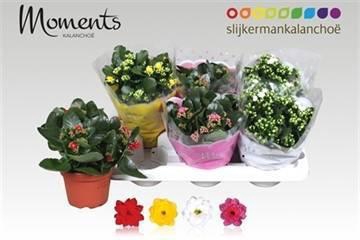 <h4>KAL GE GEM 4 KL</h4>