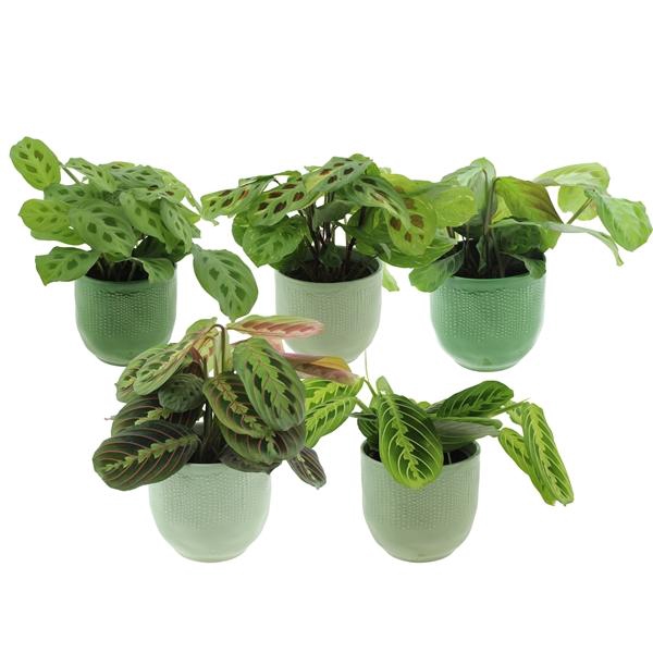 <h4>Maranta leuconeura overig</h4>