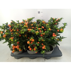 Solanum pseudocapsicum 'Bartoli'
