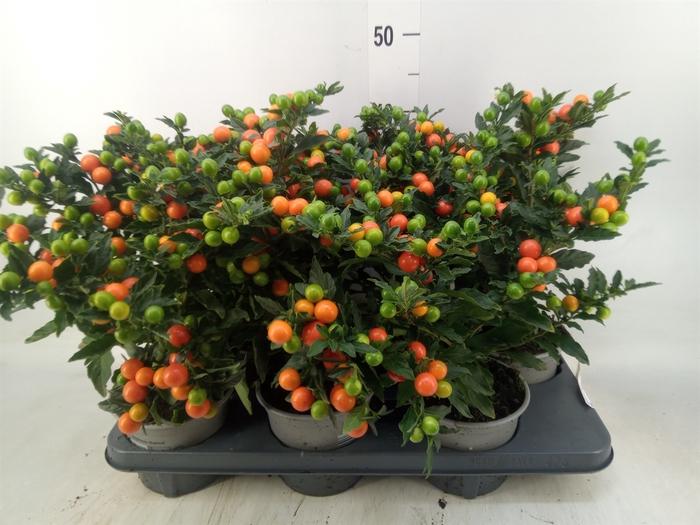 <h4>Solanum pseudocapsicum 'Bartoli'</h4>