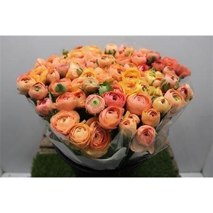 Ranunculus Elegance Salmon