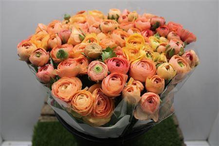 <h4>Ranunculus Elegance Salmon</h4>