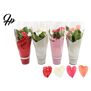 Anthurium 17 cm 4 color mix in Couture sleeve