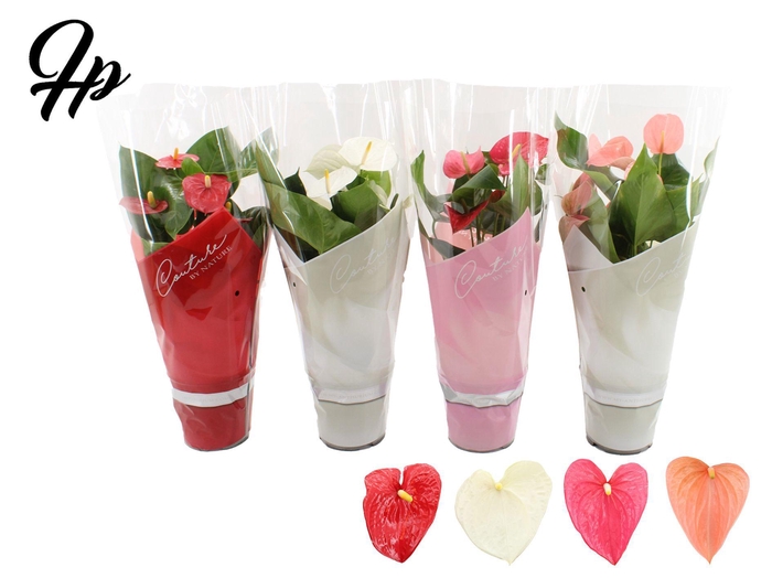<h4>Anthurium 17 cm 4 color mix in Couture sleeve</h4>