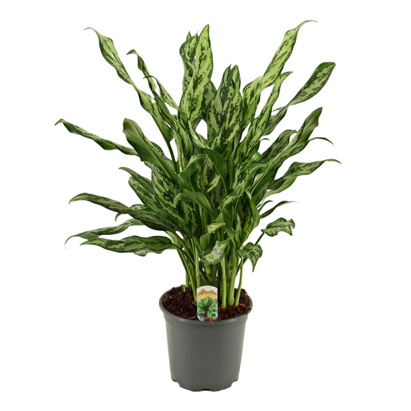 <h4>Aglaonema 17 cm Miss Julliette</h4>