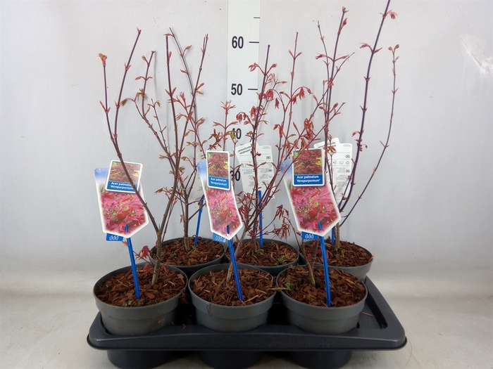 <h4>Acer palmatum 'Atropurpureum'</h4>