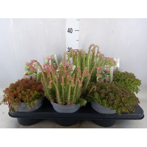 Sedum   ...