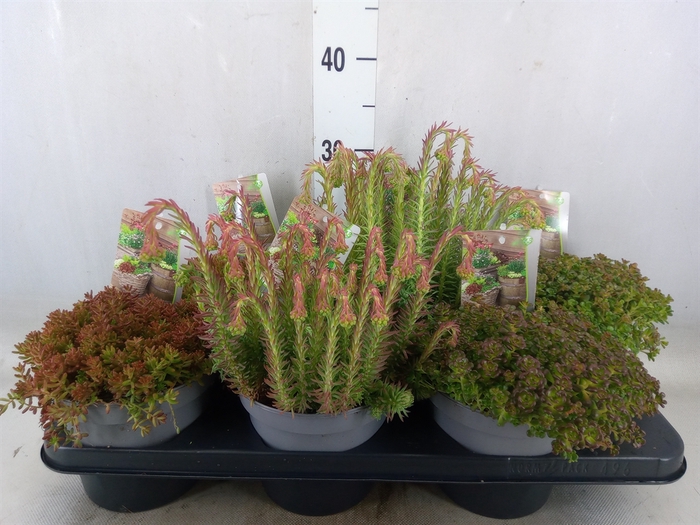 <h4>Sedum   ...</h4>
