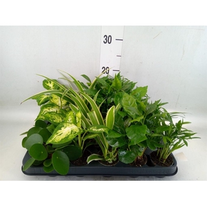 Planten Groen   ...mix  5