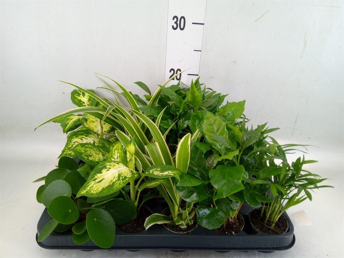 <h4>Planten Groen ...mix 5</h4>