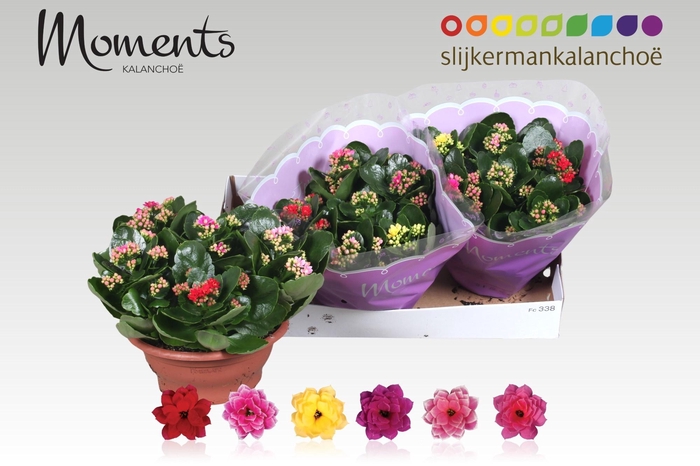 <h4>KAL GE GEM I POT</h4>