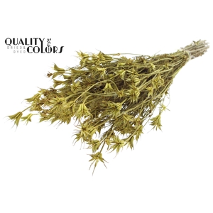 Nigella Oriëntalis per bunch Yellow