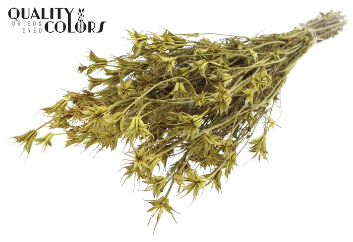 <h4>Nigella Oriëntalis per bunch Yellow</h4>