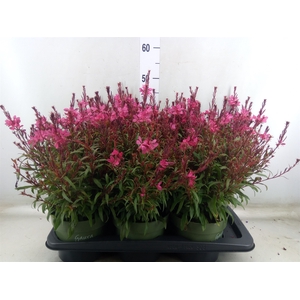Gaura lindheimeri 'Belleza Ea Pink'