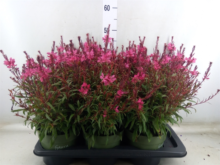 <h4>Gaura lindheimeri 'Belleza Ea Pink'</h4>
