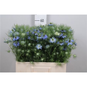 Nigella D Deep Sea Blue