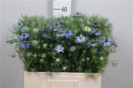 <h4>Nigella D Deep Sea Blue</h4>