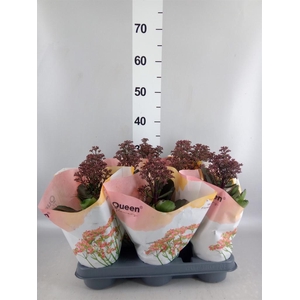 Kalanchoe  'WildFlow Surp Canyon'