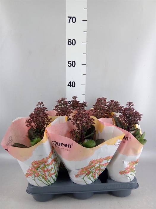 <h4>Kalanchoe  'WildFlow Surp Canyon'</h4>