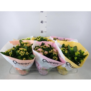 Kalanchoe blos.   ..rosebud mix GR