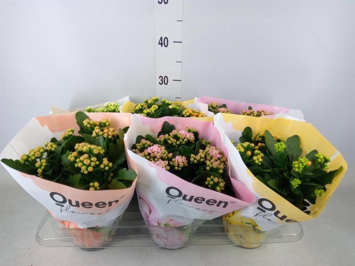 <h4>Kalanchoe blos.   ..rosebud mix GR</h4>