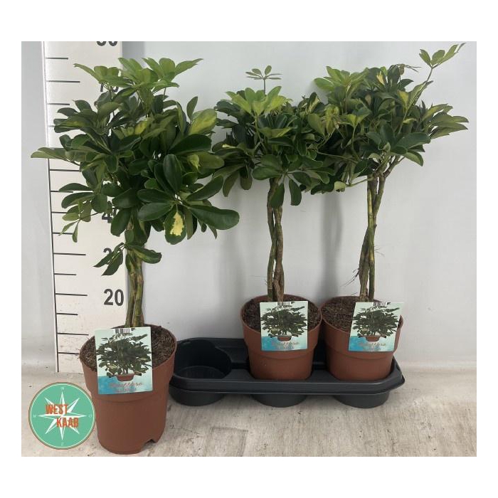 <h4>SCHEF AR GOLD CAPELL</h4>