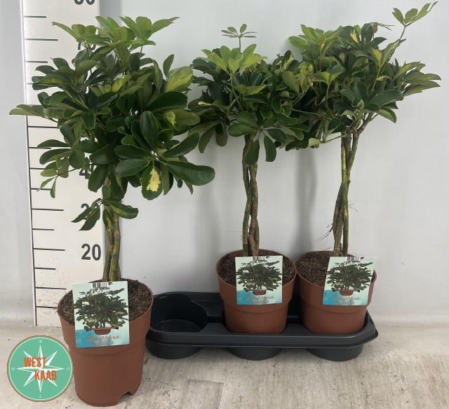 SCHEF AR GOLD CAPELL