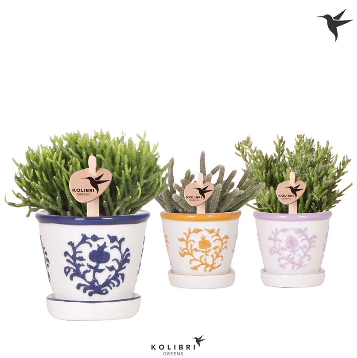<h4>Kolibri Greens Rhipsalis mix in Malaga pot mix</h4>