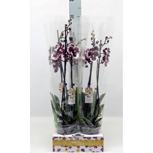 Phalaenopsis   ...mix