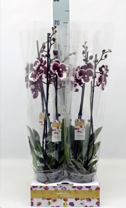 <h4>Phalaenopsis   ...mix</h4>