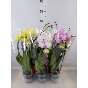 Phalaenopsis  'Elegant Cascade'