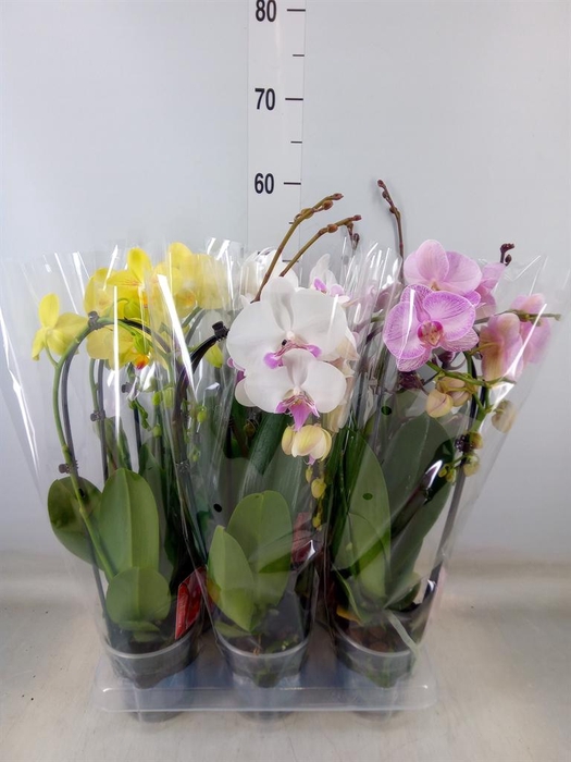 <h4>Phalaenopsis  'Elegant Cascade'</h4>