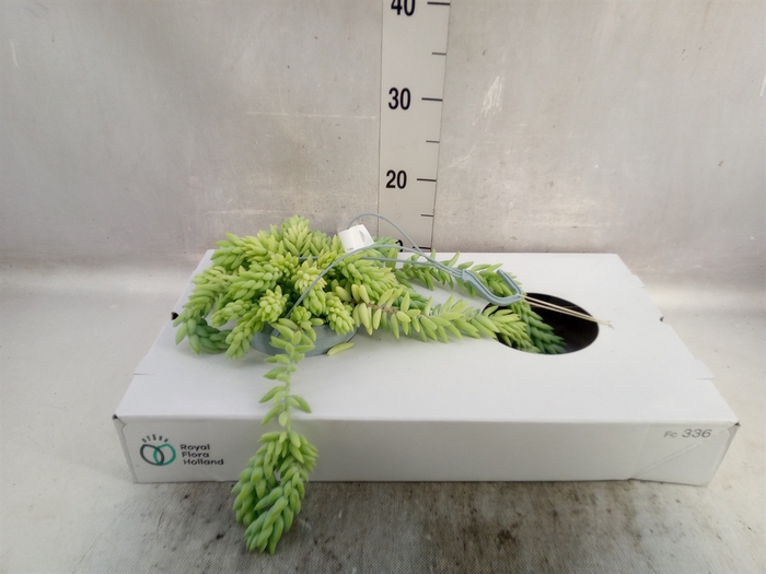 <h4>Sedum morganianum</h4>