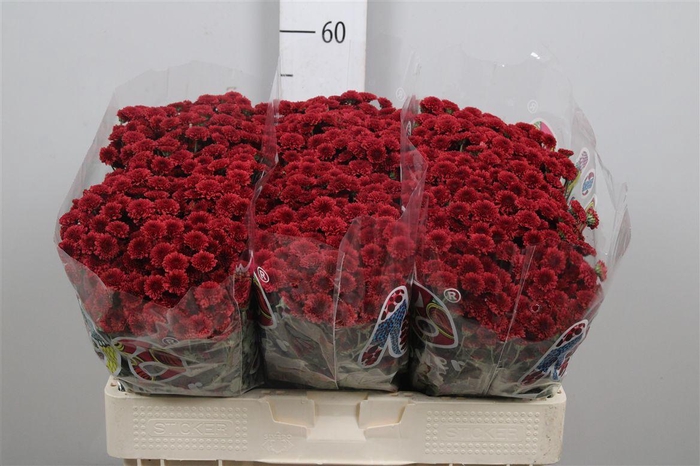 <h4>Chr S Mad Tyolo Red</h4>