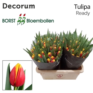 Tulipa Ready