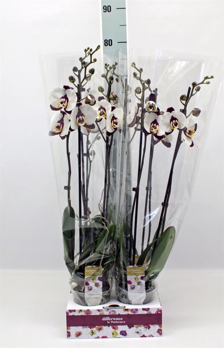 <h4>Phalaenopsis   ...</h4>