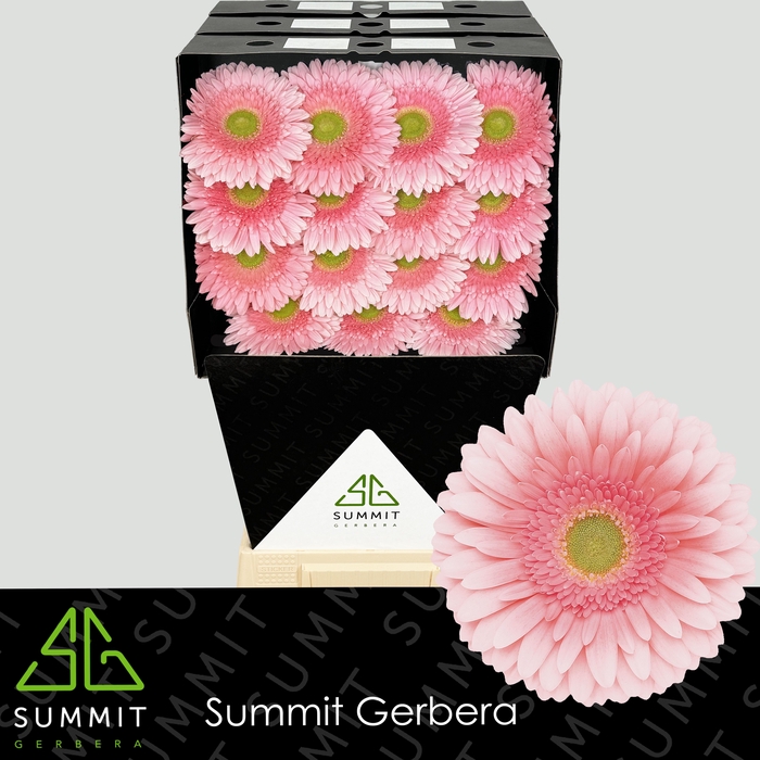 <h4>Gerbera Romella Diamond</h4>