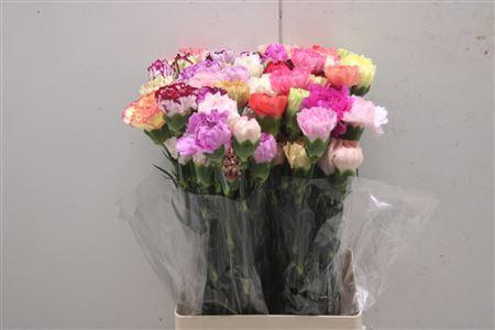 <h4>Di St Rainbow Mix</h4>