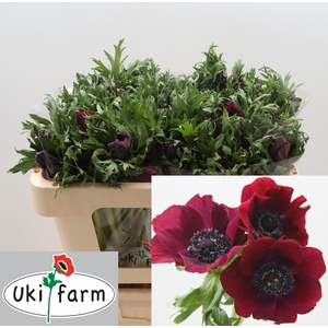 ANEM CO GALIL BORDEAUX