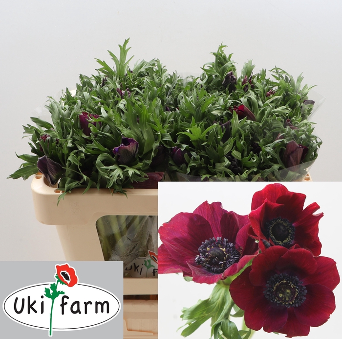 <h4>ANEM CO GALIL BORDEAUX</h4>