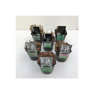 Grasses mix exclusive P17