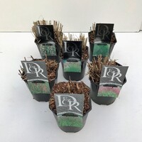 <h4>Grasses mix exclusive P17</h4>