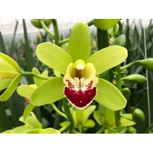 CYMB MI EVERGREEN Leekade X4