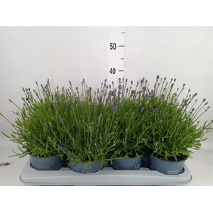 Lavandula angus. 'Essence Pure'