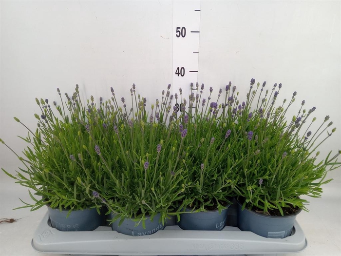<h4>Lavandula angus. 'Essence Pure'</h4>