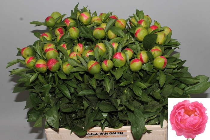 <h4>PAEO CORAL SUNSET</h4>