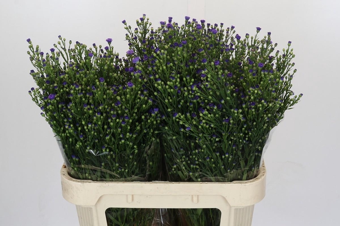 <h4>Aster Casamare</h4>