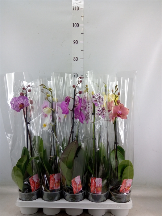 <h4>Phalaenopsis   ...mix</h4>