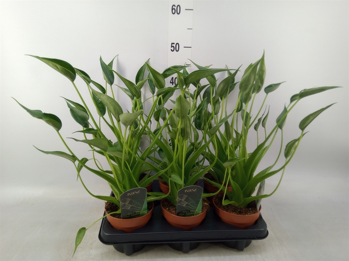 <h4>Alocasia  'Tiny Dancers'</h4>