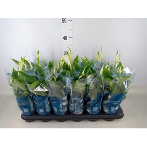 Spathiphyllum  'Chopin'